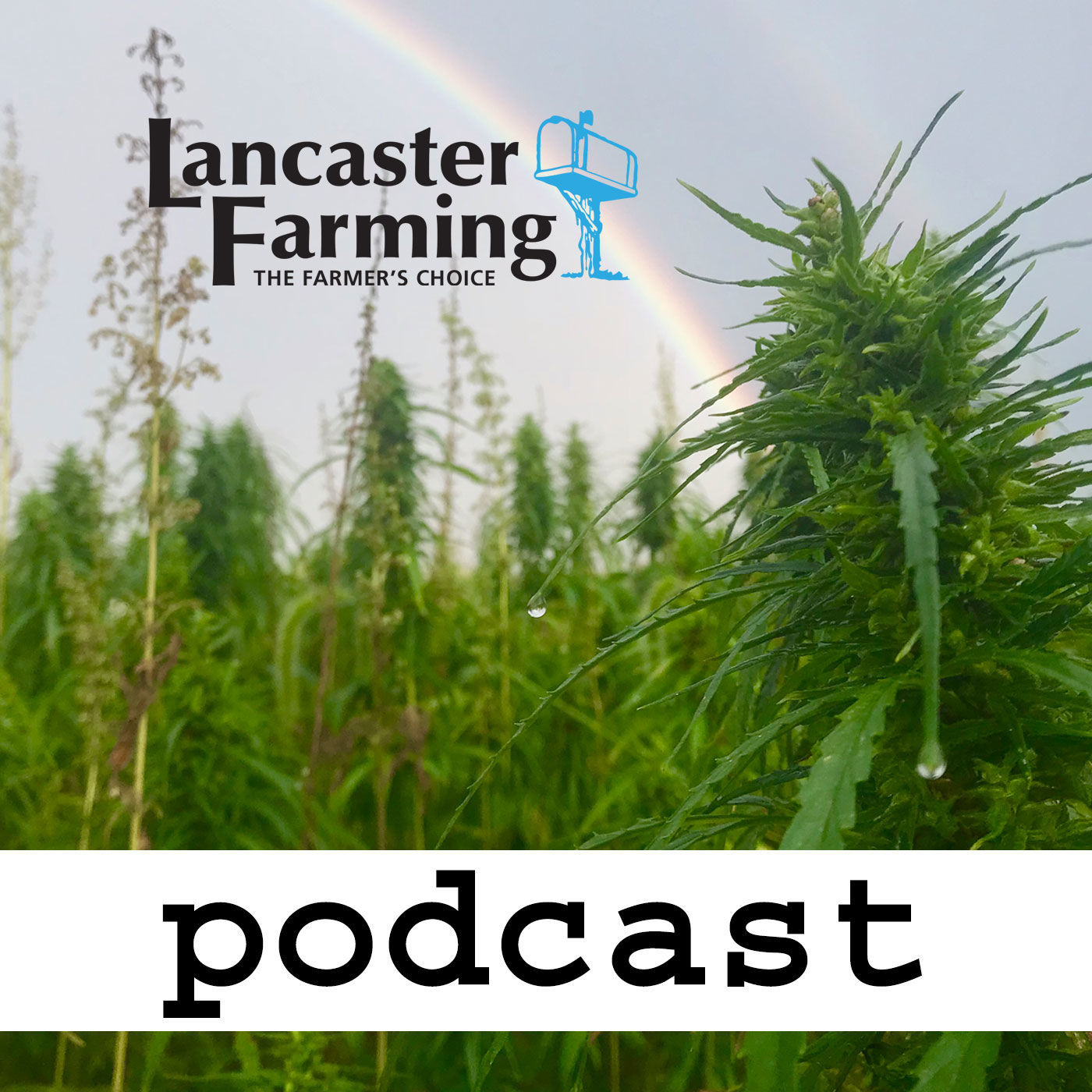 Avoiding the Short End of the Stick, Industrial Hemp Podcast, episode four